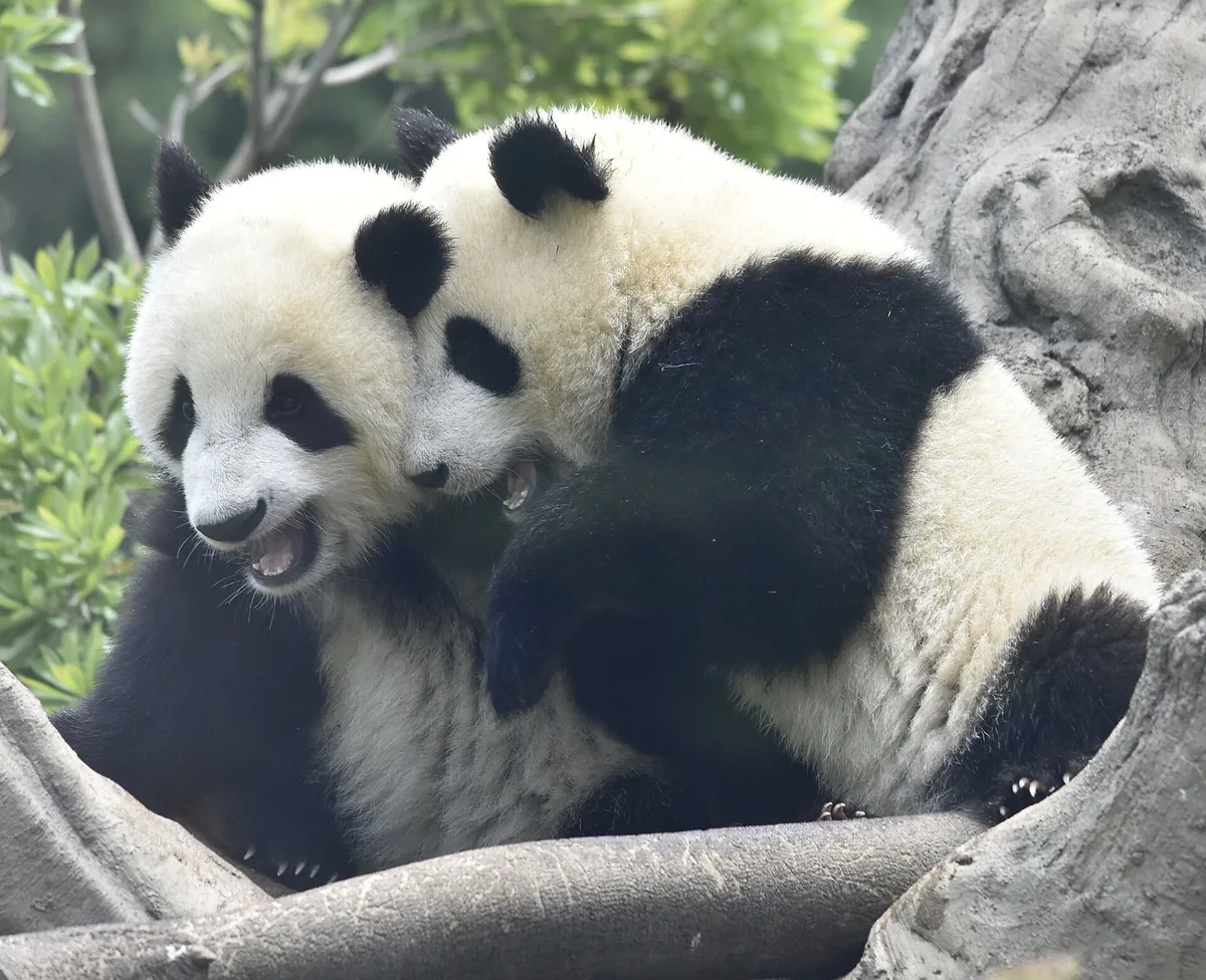 蕾蕾与晓晓在上野动物园的栖息地内相伴