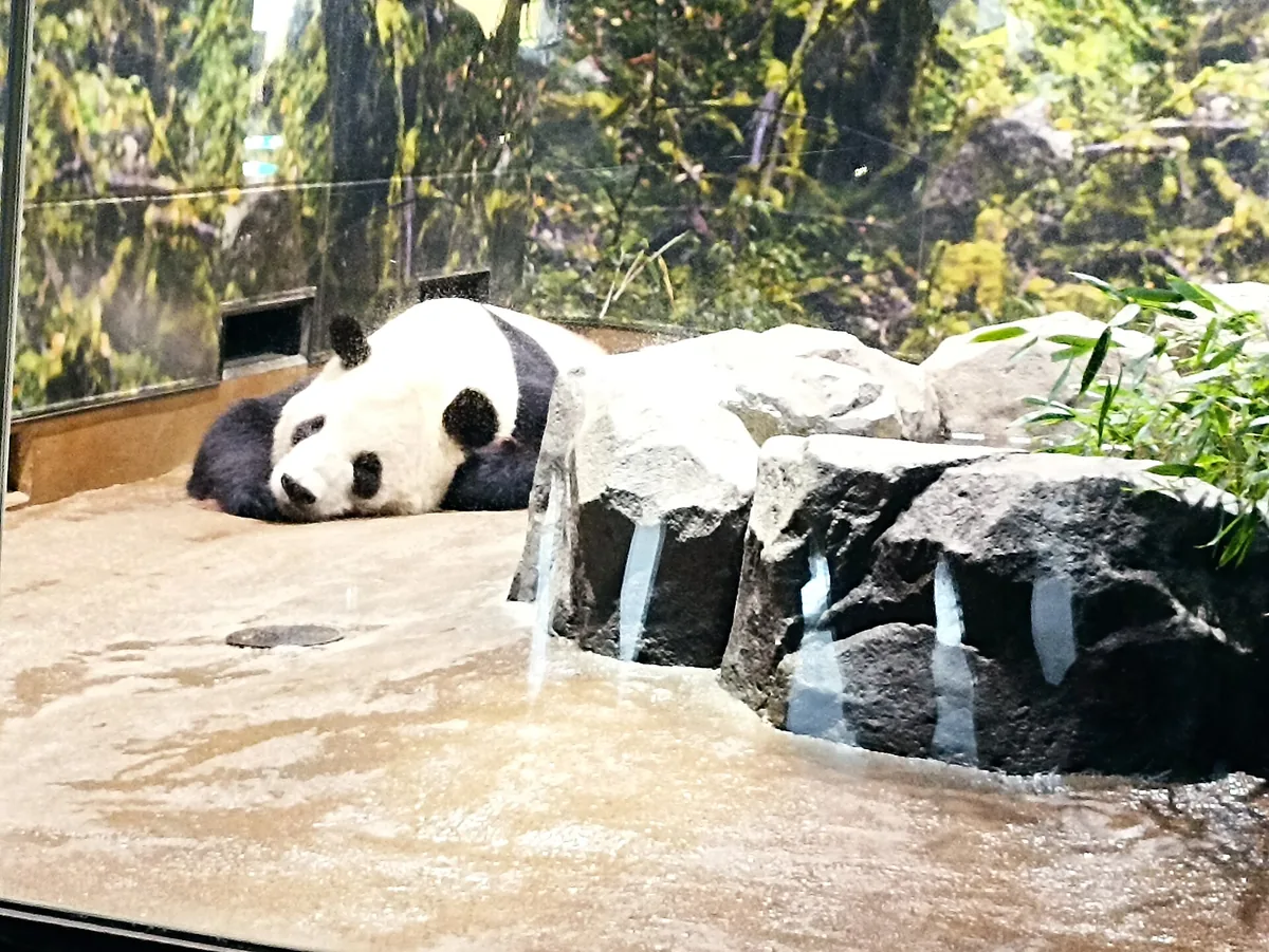 力力在上野动物园