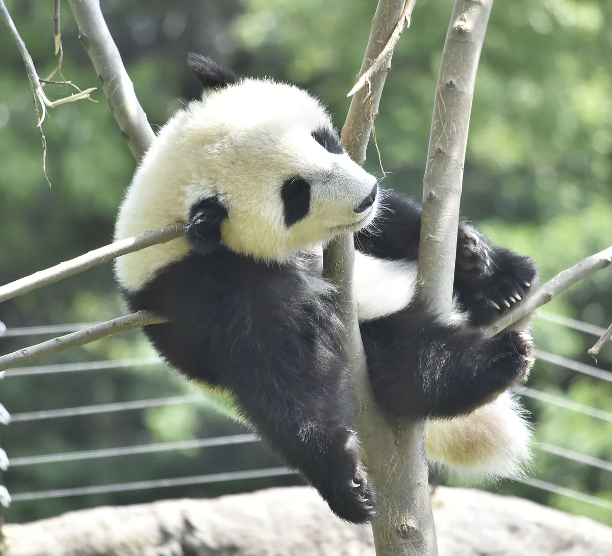 晓晓在上野动物园的栖息地内