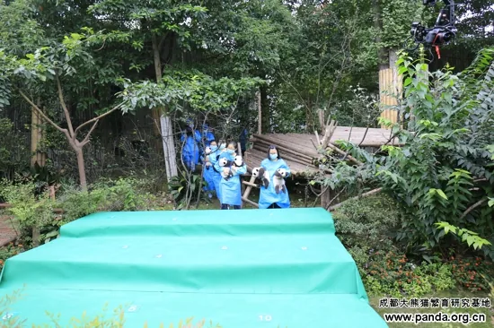 2017年成都基地新生幼仔集体亮相现场；青青属于该批次
