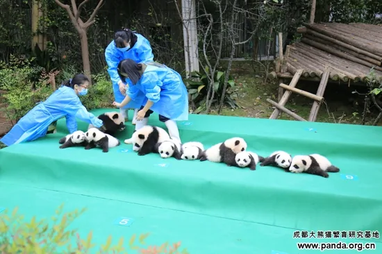 2017年成都基地新生幼仔集体亮相现场；小馨属于该批次