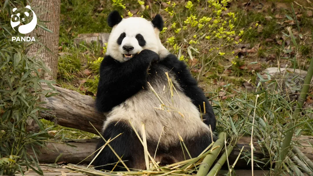 珍喜在成都大熊猫繁育研究基地吃竹子
